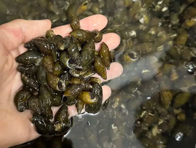 올갱이 효능, 영양성분, 칼로리, 부작용